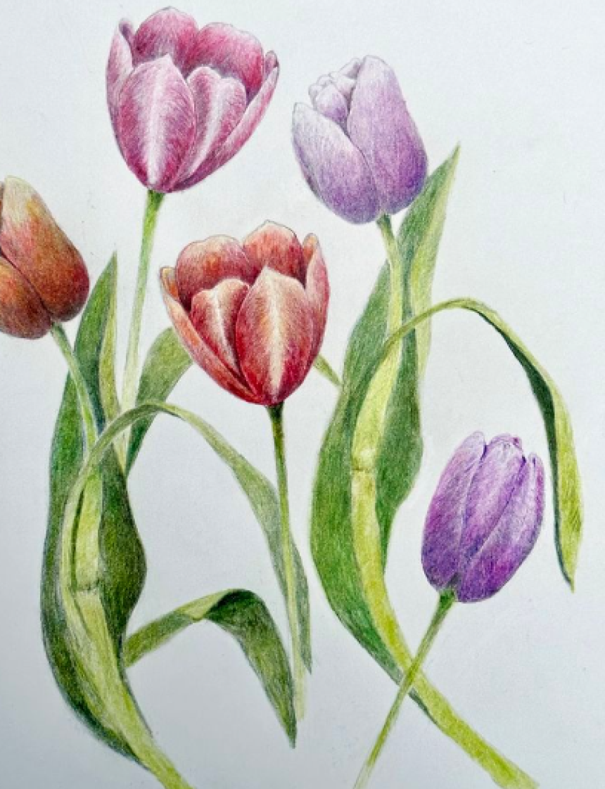 Botanical Drawing with Colored Pencils - Roses