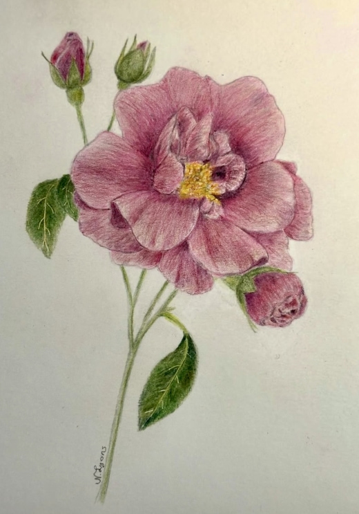Botanical Drawing with Colored Pencils - Vintage Rose