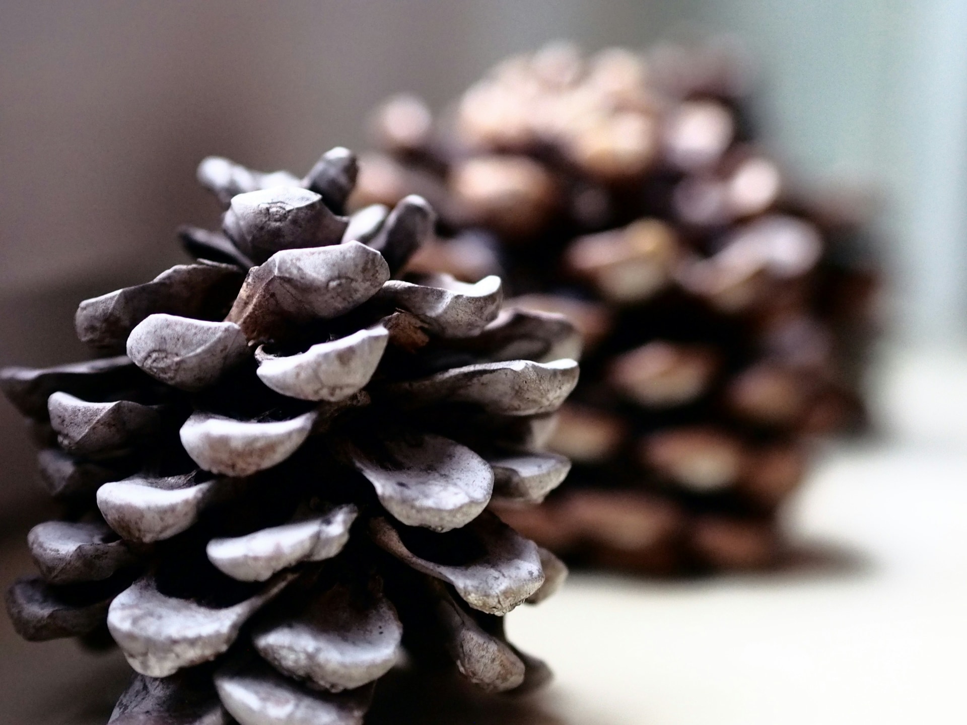 Botanical Drawing - Pinecones