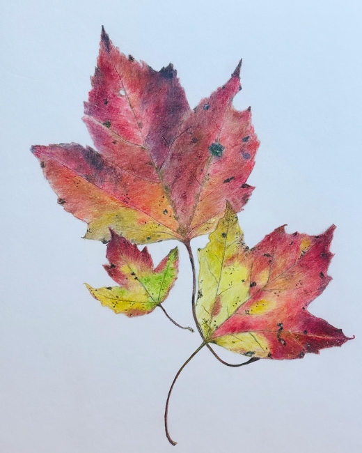 Creating Botanical Fall Leaves in 3 Different Art Mediums