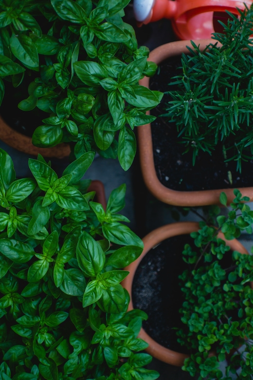 Create an Indoor Herb Garden 