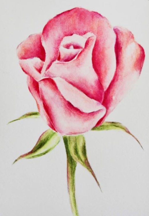 Painting A Rose With Colored Pencils