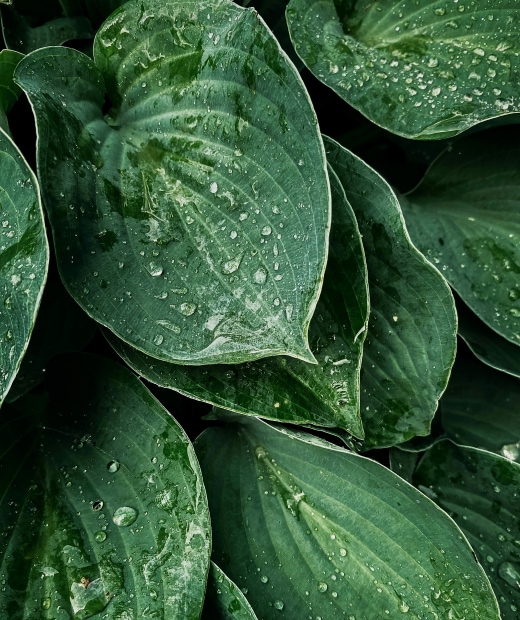 Drawing Hosta Leaves in Graphite Pencils