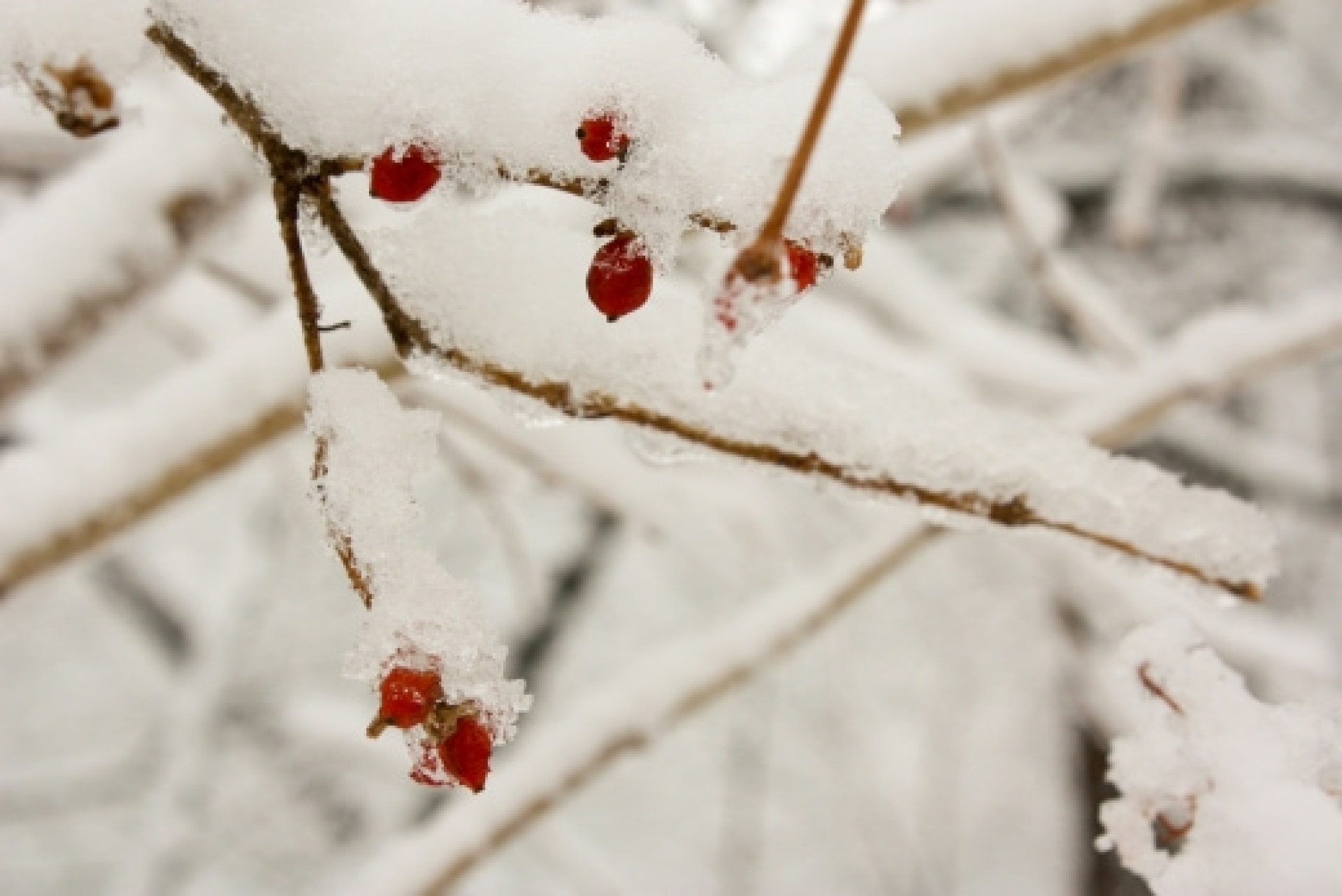 End of the Year Appeal