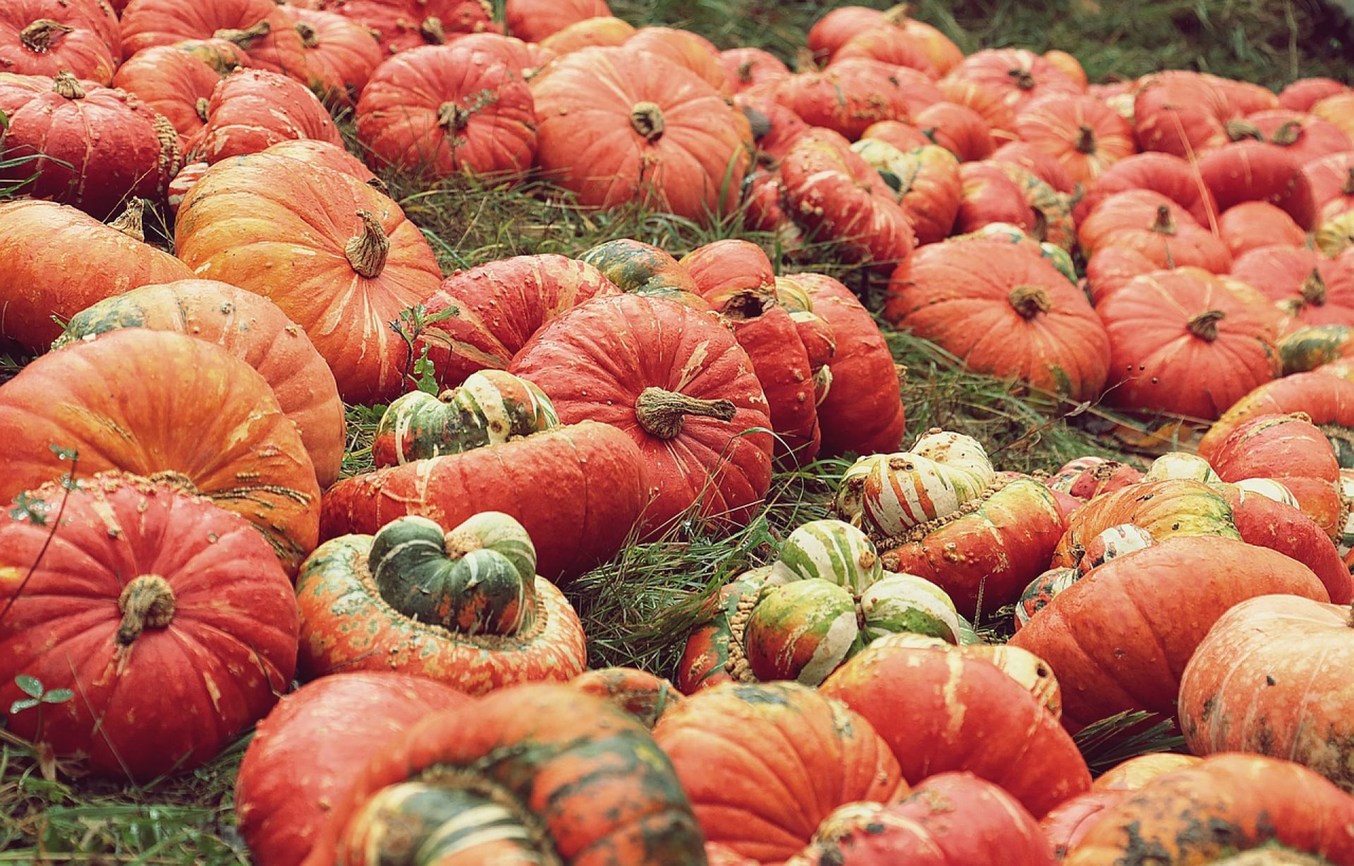 Oh My Gourd, I Love Fall!