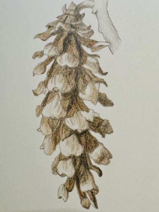 Botanical Drawing with Colored Pencils - Pinecones