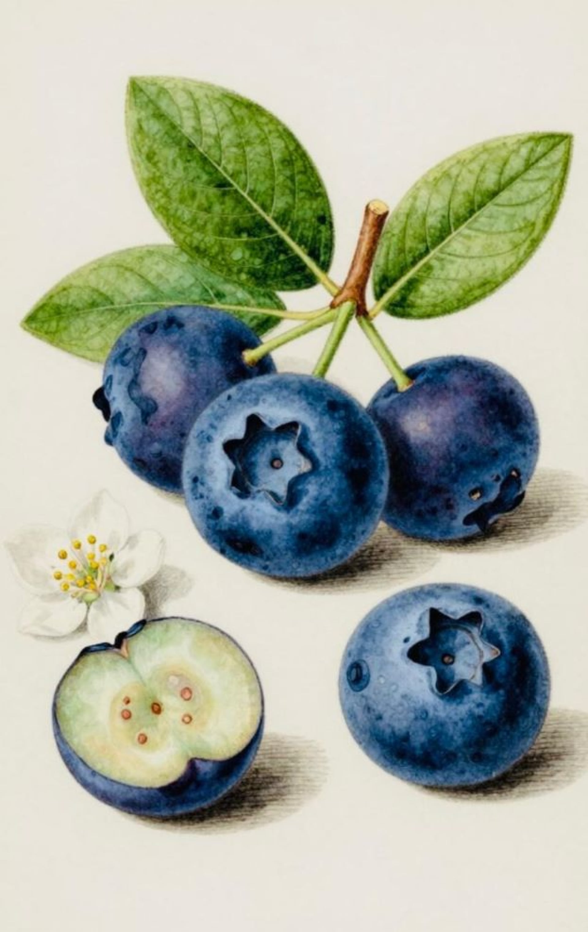 Botanical Drawing: Blueberries