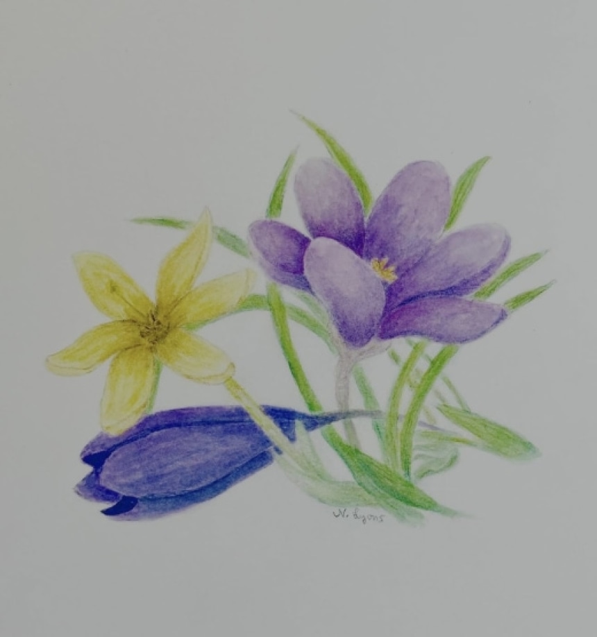 Watercolor Pencils for Botanical Art- Painting Crocuses