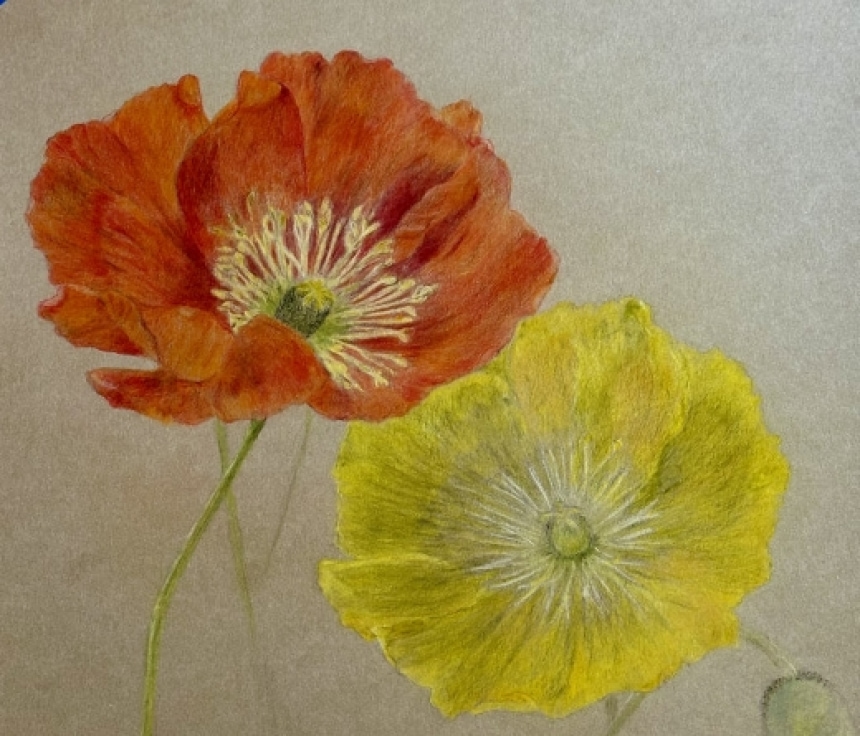 Botanical Drawing Poppies