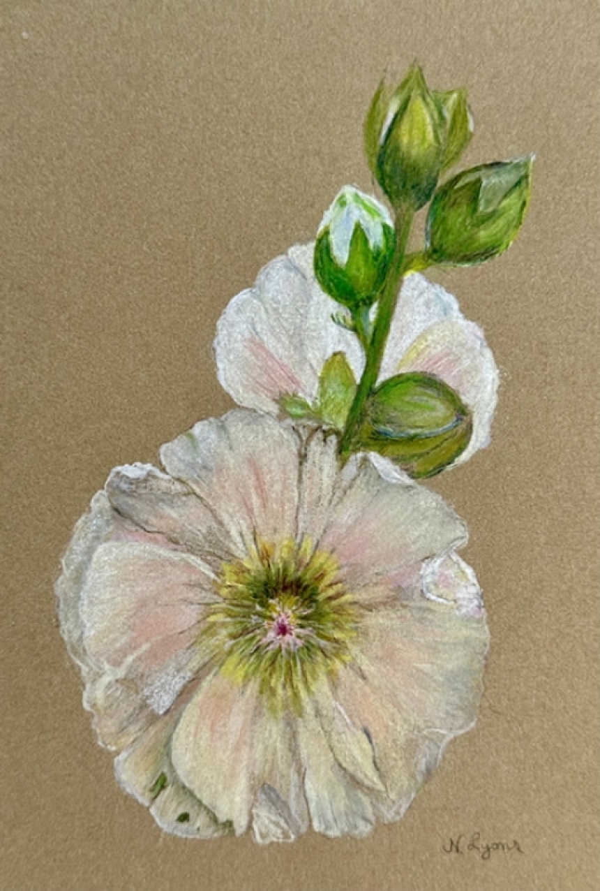 Using Kraft Paper for Your Botanical Drawings