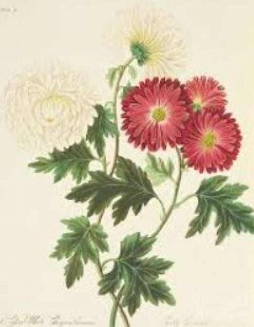 Botanical Drawing with Colored Pencils- Chrysanthemums