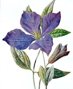 Botanical Drawing with Colored Pencils -Clematis