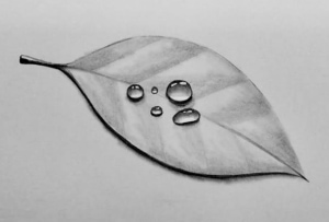 Botanical Drawing with Graphite Pencils - Water Droplets on Leaves