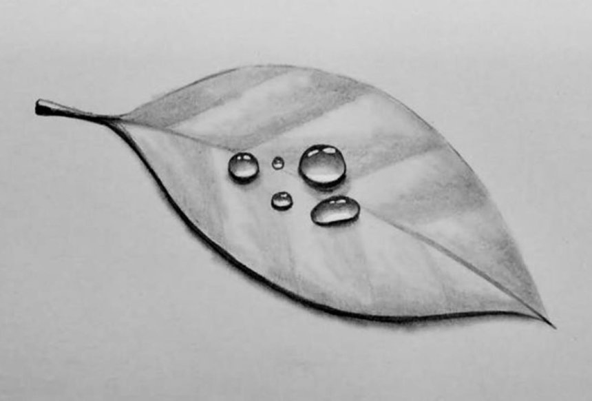 Botanical Drawing with Graphite Pencils - Water Droplets on Leaves
