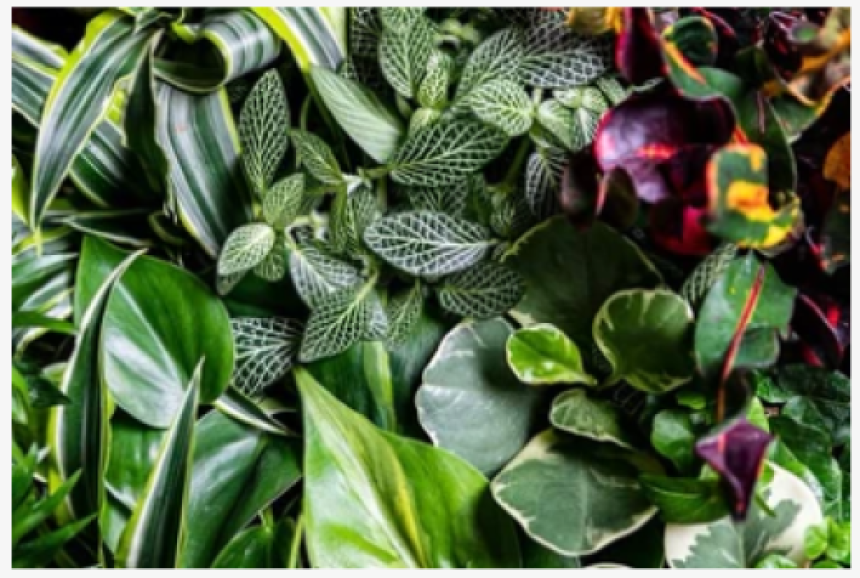 Terrariums for TuBShevat