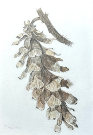 Botanical Drawing with Colored Pencils - Pinecones