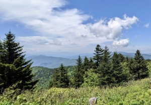 Painting A Simple Landscape of Pinetrees in Soft Pastels