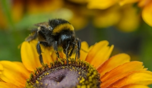 Gardening in a Changing Climate