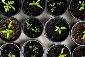 Container Gardening Tips and Techniques