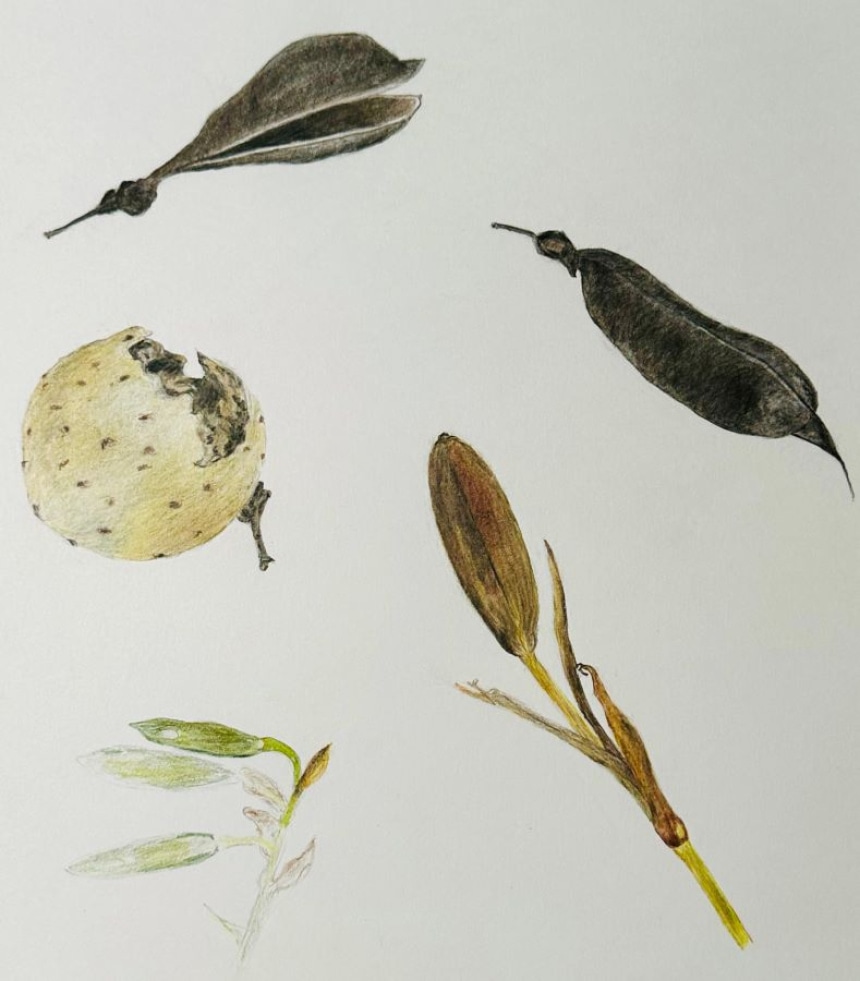 Drawing Nuts Pods and Seeds in Colored Pencil