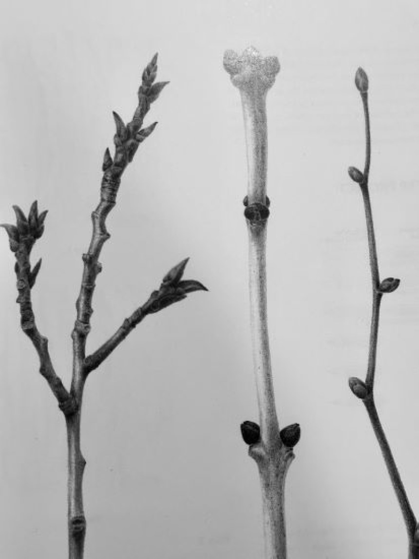 Botanical Drawing with Graphite Pencils Twigs and Bark